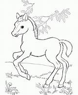 Horse Coloring Printable Fun Baby Forget Supplies Don sketch template