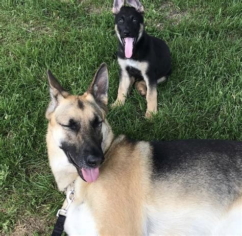 These playful, lovable german shepherd puppies are a powerful, intelligent dog breed with a playful yet stern disposition. German Shepherd Puppies For Sale | West Henrietta, NY #204187