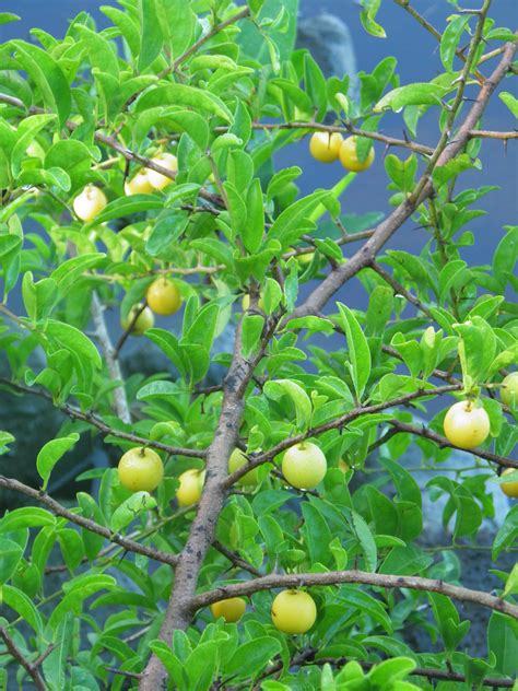 Ximenia Americana Florida Foraging