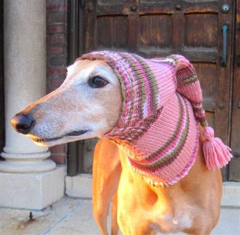 22 Adorable Dogs In Knitwear Top Crochet Pattern Blog Dog Snood