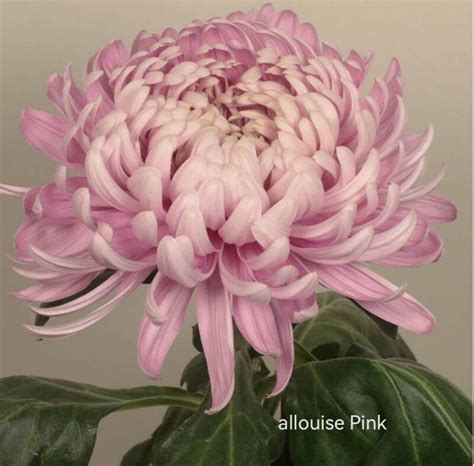 Chrysanthemum Allouise Pink No Supermarket Flowers