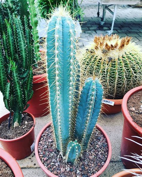 10pcs Blue Torch Cactus Pilosocereus Azureus Seeds Rare Exotic Etsy