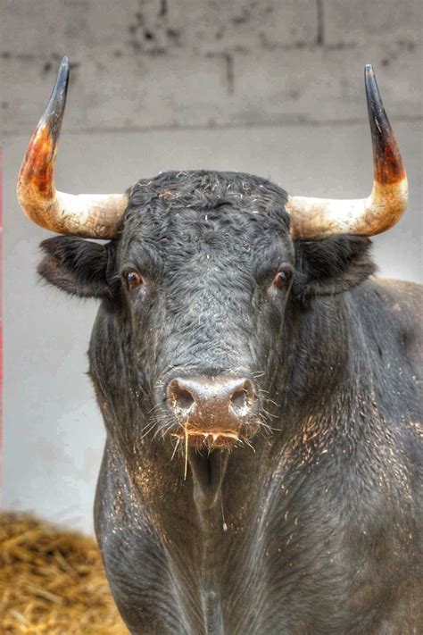 Imponente Toro Bravo Bull Cow Bull Pictures Bull Art