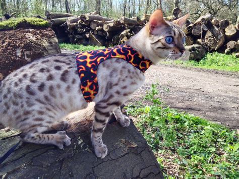 Have some of their favorite food or a treat to reward them once it's on and leave it on. Jimmy in The Hot Rod walking jacket | Kitten harness ...
