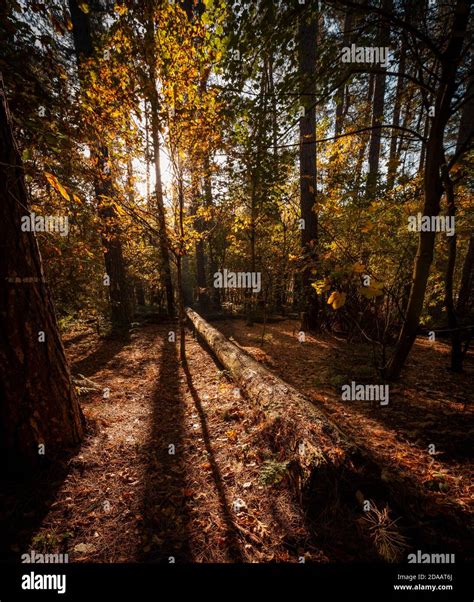 Sunlight And Tree Shadows Hi Res Stock Photography And Images Alamy
