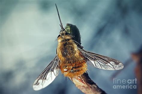 Bombylius Major Large Bee Fly Insect Photograph By Frank Ramspott