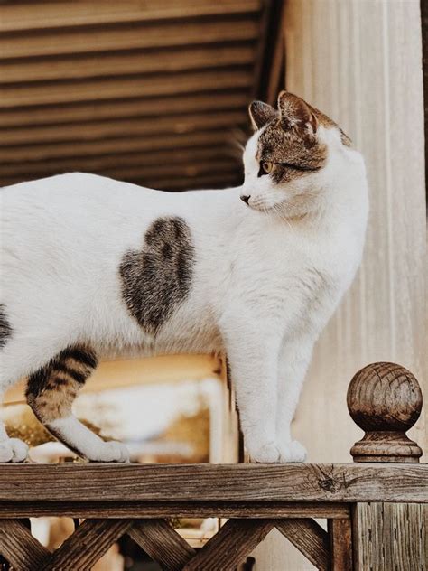 You'll also need to provide cat food (kibble or wet canned food) and clean water. 5 Low Maintenance Cat Breeds | Best Company