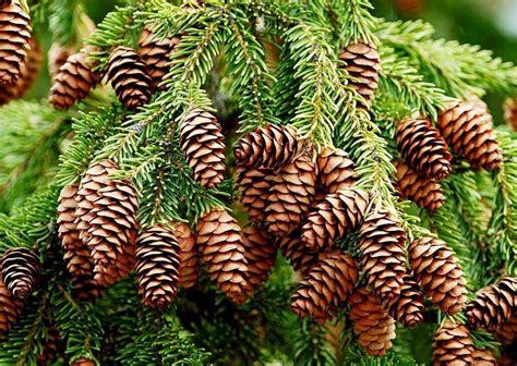Characteristics of the pine family: Gymnosperms - ALMA D'ARTE