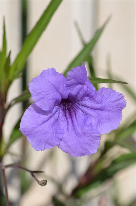 Purple Oleander Flowers Stock Image Image Of Bloom 168201731