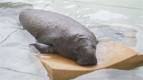 Seaworld Orlando Becomes Er For Manatees Stricken By Red Tide A Big