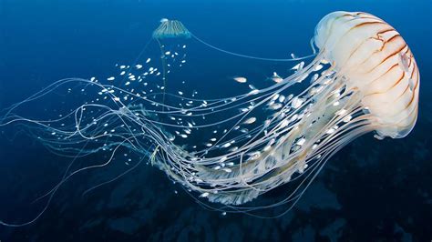 Jellyfish May Benefit From Climate Change Haultail On Demand Delivery