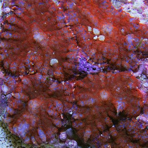 Red Bullseye Rhodactis Mushroom Coral Liveaquaria