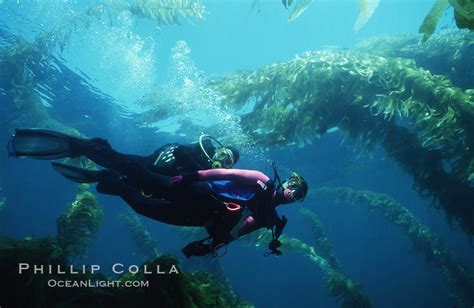 The Kelp Forest Part Ii Natural History Photography Blog