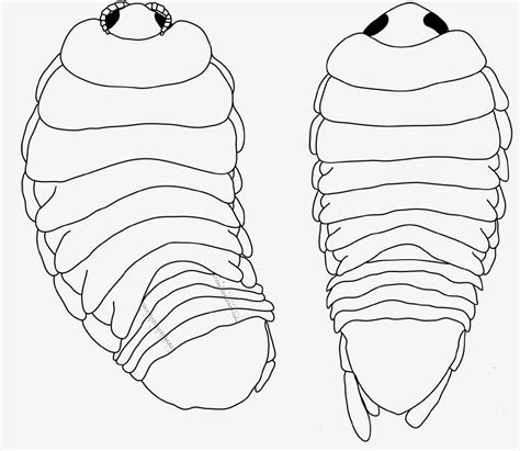 Sciency Thoughts A Parasitic Cymothoid Isopod From The Virgin Islands