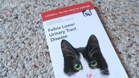 Decoding Flutd Feline Lower Urinary Tract Disease Youtube