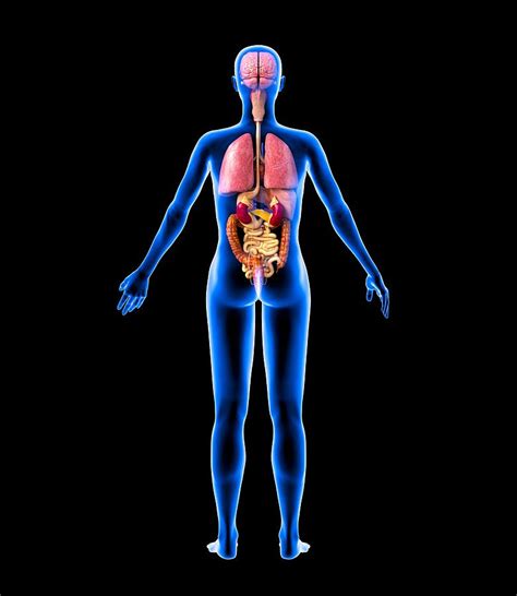 Image Result For Human Organs Diagram Body Organs Diagram Anatomy Hot