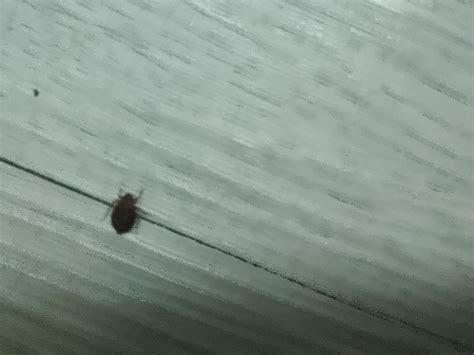 Found Bug In My Bathroom Rbedbugs