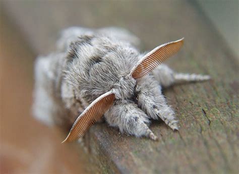 Pale Tussock 1 Cute Moth Moth Pretty Animals