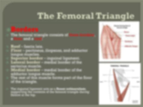 Solution Femoral Triangle Studypool