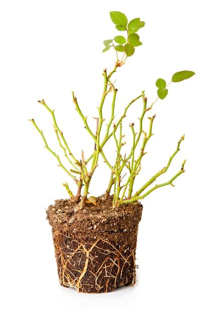 Premium Photo Bush Of A Decorative Rose With Roots Isolated On The