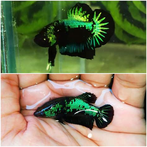 Im Very Excited To Breed These Green Samuraiupdates In A Few Weeks