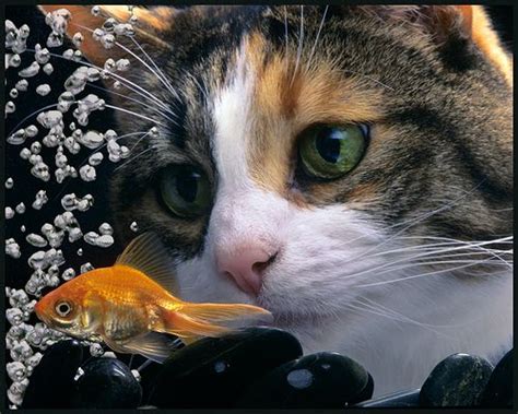 Threat And Desire Calico Cat And Goldfish By Kippbakr Via Flickr