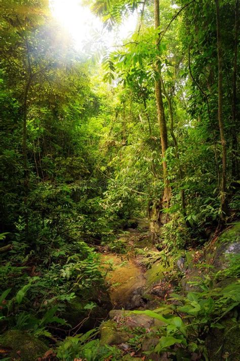 Rainforest Sumatra Stock Image Image Of Beautiful Gunung 163066969
