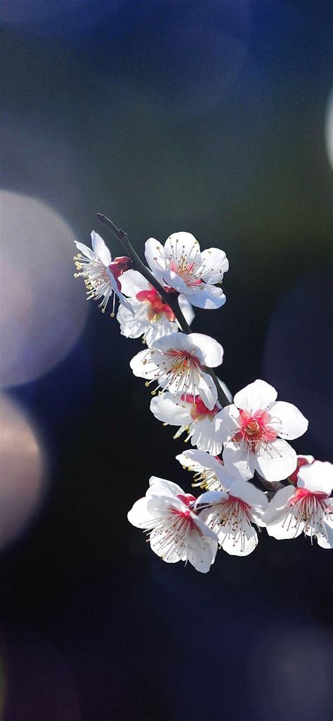 Flower Apple Iphone Wallpapers Top Free Flower Apple Iphone