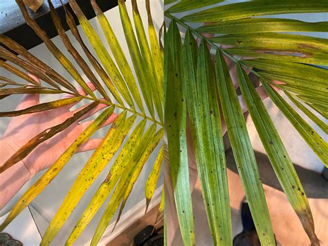 Two Leaves On Fan Palm Are Yellowing Brown Spots And Tips Info In