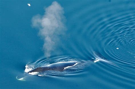 The Bowhead Whale Queen Of The Arctic