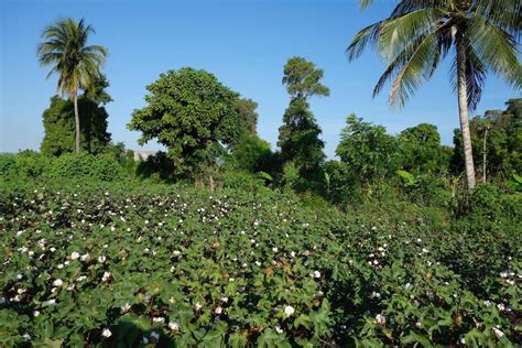 Timberland Cotton Farming To Haiti