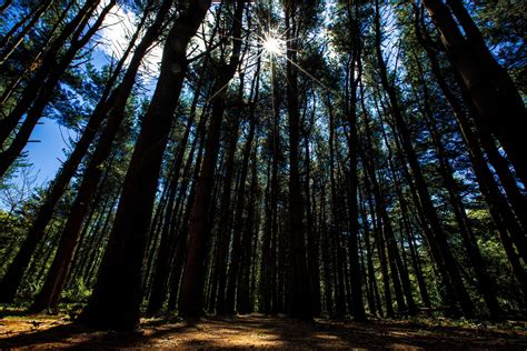Wallpaper Forest Trees Rays Sunlight Walk Hd Widescreen High