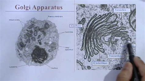 Check spelling or type a new query. The Cell Class 11 // Golgi Apparatus - YouTube