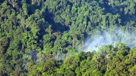 Mengenal Hutan Konservasi Di Indonesia Manfaat Dan Penyebarannya The