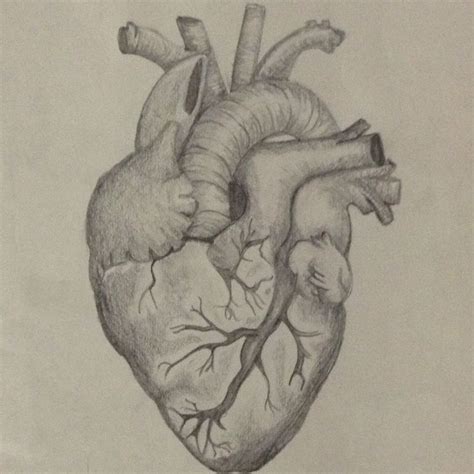 Anatomically Correct Heart Anatomical Heart Drawing Art Heart Drawing