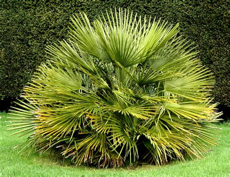 Chamaerops Humilis Planter Et Cultiver Ooreka