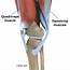 Physical Therapy In Conway For Knee  Anatomy