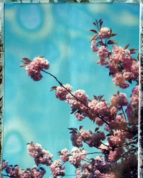 Polaroid Swiss Cherry Blossoms A Very Expired Pack O Flickr
