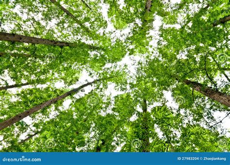Woods The Sky Stock Photo Image Of Green Image Color 27983204