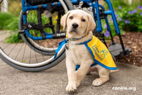 Share Your Support Of Canine Companions Canine Companions
