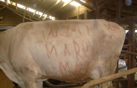 Truth Or Dairy Cow Proposal