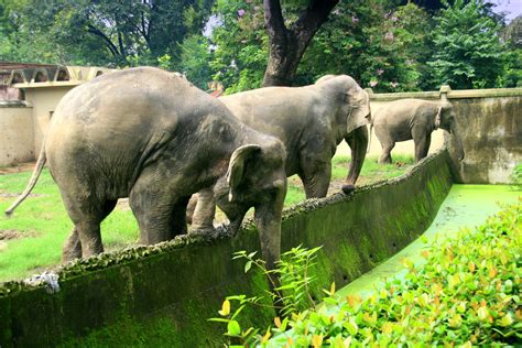 Indian Elephants Alipore Zoo Kolkataindia Among The Hu Flickr