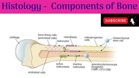 Histology Components Of The Bone Cells Matrix Organic