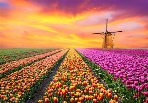 Tulip Field In Netherlands Most Of The Tulip Farms In Holland Are