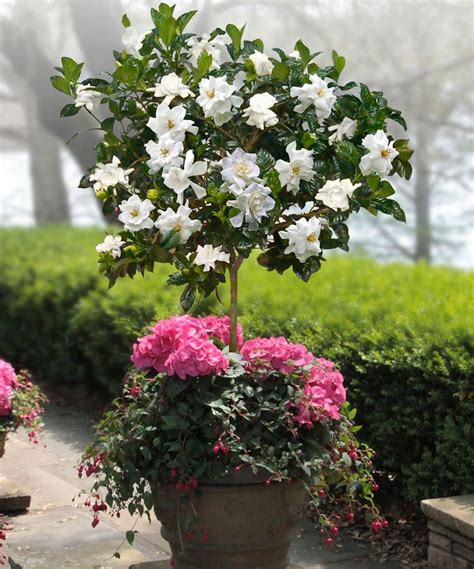 Gardenia Tree In Small Fragrant Garden ~ Fragrant Flowers For
