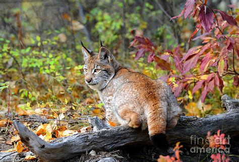 Siberian Lynx Photograph By Dennis Hammer Pixels