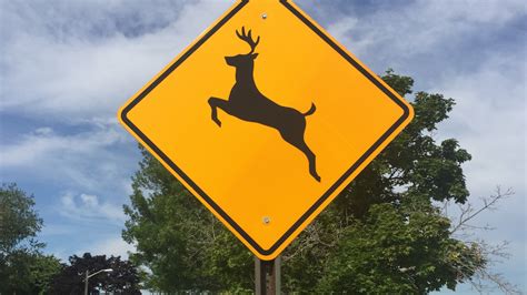 Watch Out For Deer On Wisconsin Roadways This Time Of Year