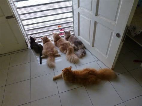 Rumah kucing yang kecil dan hangat dapat menyelamatkan nyawa seekor kucing liar di hari yang dingin. 8 Manfaat Memelihara Kucing Dalam Rumah - ArenaHewan.com