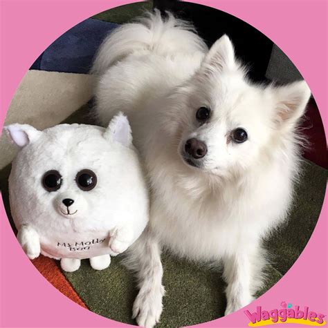 Waggables Lets You Design Your Own Custom Stuffed Animal Make A