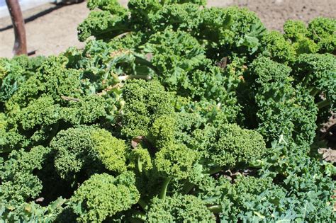 5 Crops you can still plant in September | Plants, Organic ...